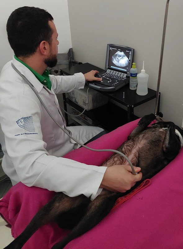 Ultrassom veterinário